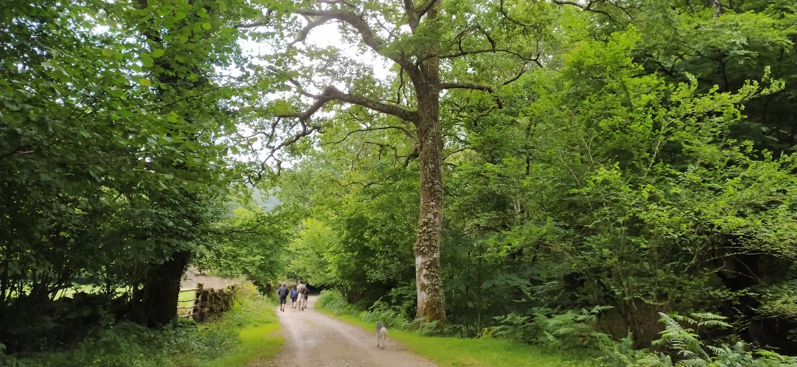 paseo por el bosque